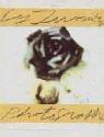 Cover of: Cy Twombly: Photographs