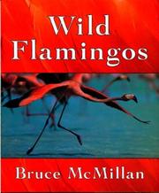 Wild flamingos by Bruce McMillan