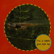 Cover of: Tadpole to frog
