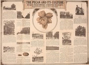 Cover of: The pecan and its culture
