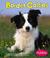 Cover of: Border collies