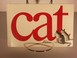 Cover of: Cat (kat), n. ...