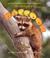 Cover of: The Life Cycle of a Raccoon (The Life Cycle, 12)