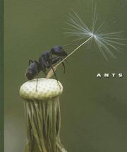 Cover of: Ants (World of Insects)