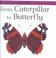 Cover of: From Caterpillar to Butterfly (Lifecycles)