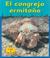 Cover of: El cangrejo hermitaño