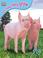 Cover of: Pig