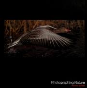 Cover of: Photographing nature