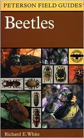 Cover of: A field guide to the beetles of North America