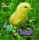 Cover of: Egg To Chicken
