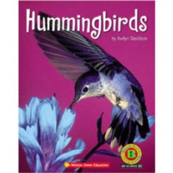 Hummingbird by