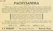 Cover of: Pachysandra