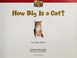 Cover of: How big is a cat?
