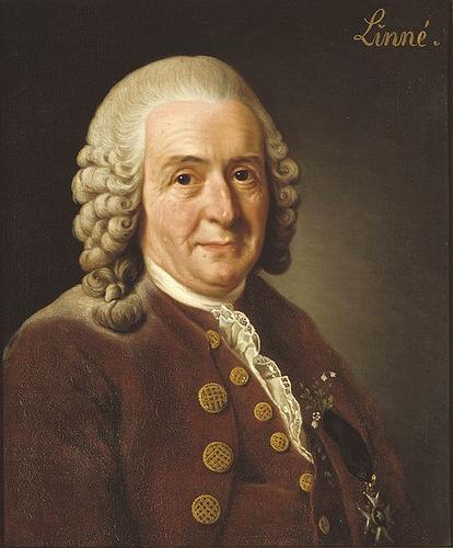 Photo of Carl Linnaeus