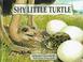 Cover of: Shy little turtle