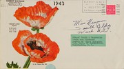 Cover of: Garden glamour collection of Oriental poppies