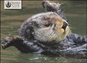 Cover of: Notecards-Otters-20pk