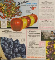Cover of: 5 in one apple tree, 5 kinds of apples on one tree by Robert Wayman (Firm)