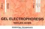 Cover of: Gel Electrophoresis: Nucleic Acids