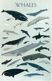 Cover of: Whales Poster (Posters)