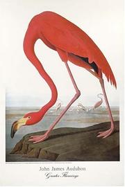 Cover of: Audubon/Greater Flamingo Poster