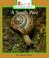 Cover of: A snail's pace