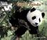 Cover of: Giant Panda (Welcome Books)