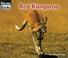 Cover of: Red Kangaroo (Welcome Books)