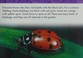 Cover of: Lady Bug (Life Cycles)