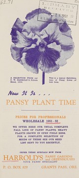 Cover of: Now it is pansy plant time: prices for professionals, wholesale 1951-52