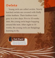 Cover of: Owls by Adele Richardson