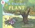 Cover of: A Tree Is a Plant (Let's Read-And-Find-Out Science)