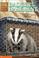 Cover of: Badger in the Basement (Animal Ark Series #6)