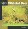 Cover of: Whitetail Deer (Our Wild World)