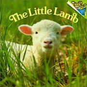 Cover of: Little Lamb | Judy Dunn