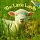 Cover of: Little Lamb