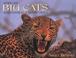 Cover of: Africa's Big Cats
