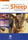 Cover of: Manual of Sheep Diseases