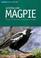 Cover of: Australian magpie