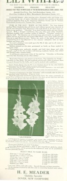 Cover of: Lilywhite: the most valuable gladiolus ever sold in America