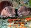 Cover of: Beaver Family Book, The (Animal Families)