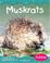 Cover of: Muskrats