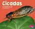 Cover of: Cicadas