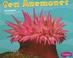 Cover of: Sea Anemones