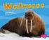 Cover of: Walruses