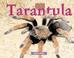 Cover of: Bugs - Tarantula (Bugs)