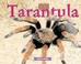 Cover of: Tarantula