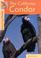 Cover of: California Condors (Returning Wildlife)