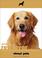 Cover of: Golden Retriever (About Pets)