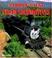 Cover of: Narrow Gauge Steam Locomotives (Enthusiast Color)